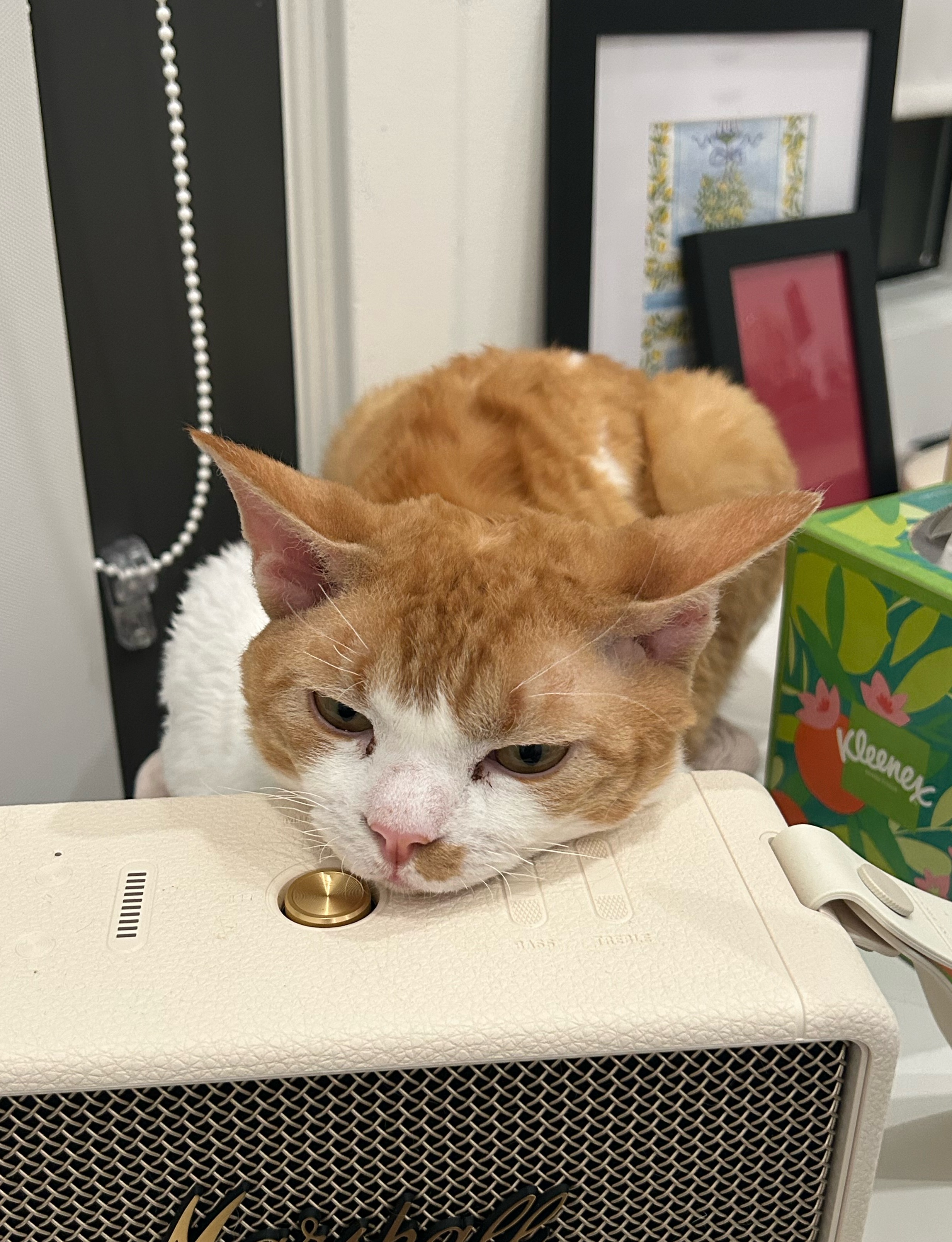 Cheese, the SIAS Chief Mischief Officer, an orange-and-white cat resting on a speaker