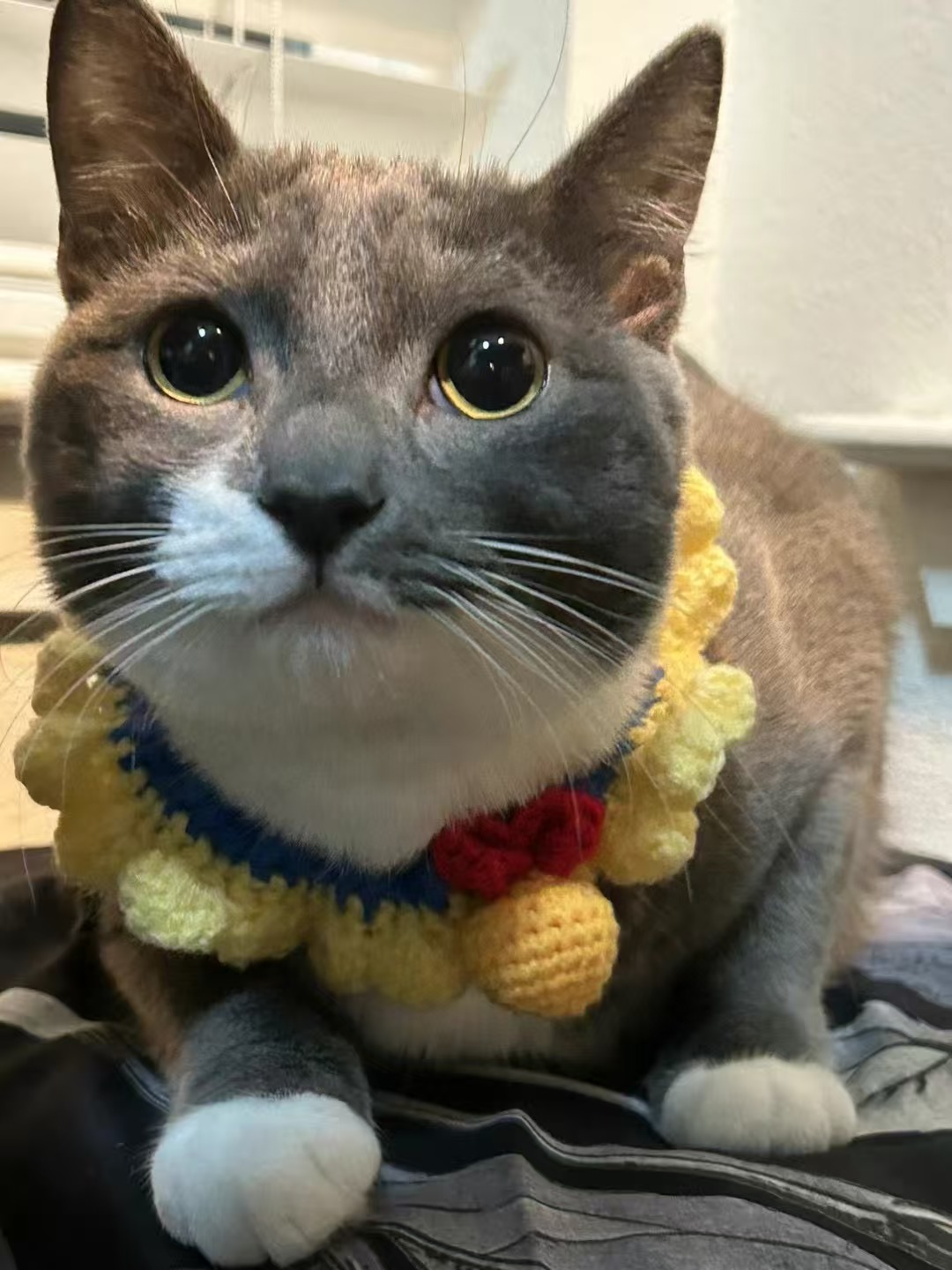 Oreo, the SIAS Chief Quiet Officer, a gray-and-white cat wearing a colorful crocheted collar
