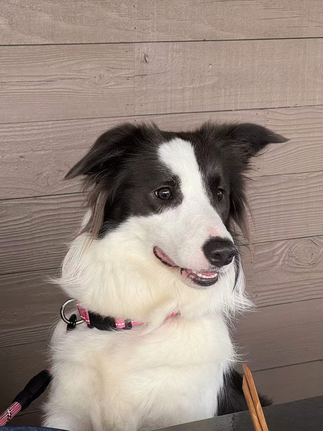 Puff, the SIAS Chief Morale Officer, a black-and-white dog wearing a pink collar